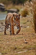 Beautiful tiger in the nature habitat. Tiger pose in amazing light. Wildlife scene with wild animal. Indian wildlife. Indian tiger. Panthera tigris tigris.