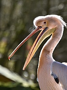 Pelican