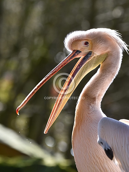 Pelican