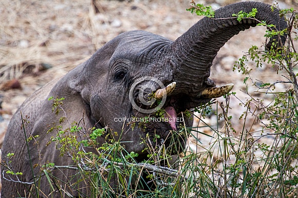 African Elephant Calf (wild) African Elephant Calf (wild)