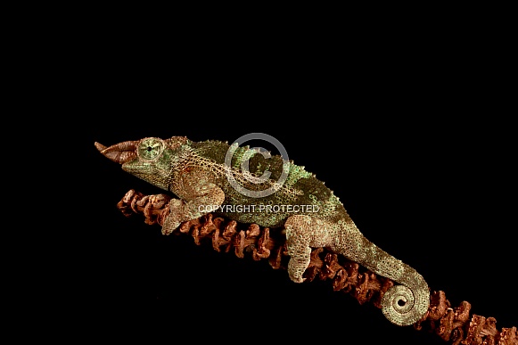 Jacksons Chameleon