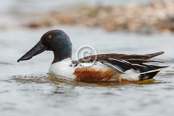 Northern shoveler