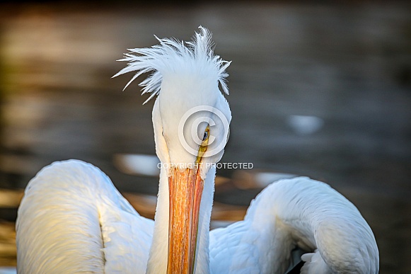 American White Pelican looking down American White Pelican looking down