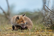 Red fox cubs in there natural habitat