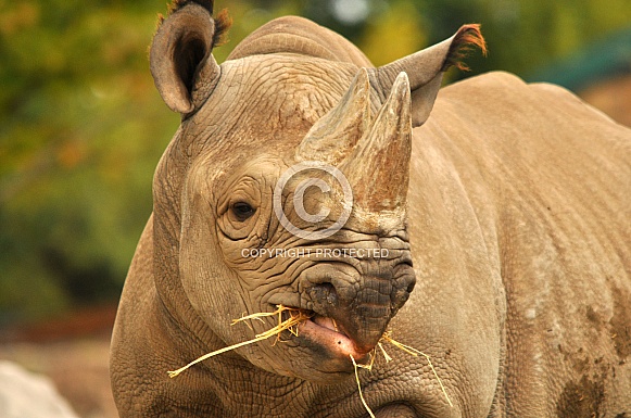 Black Rhino