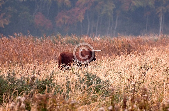 Highland cow Highland cow