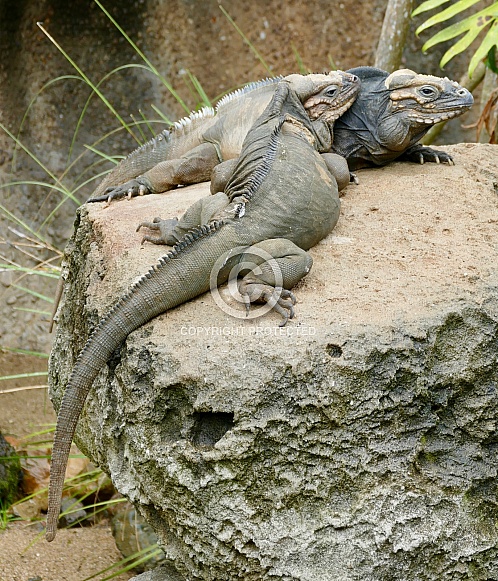 Rhinoceros Iguana