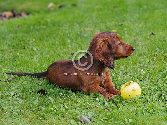 Longhaired miniature Dachshund