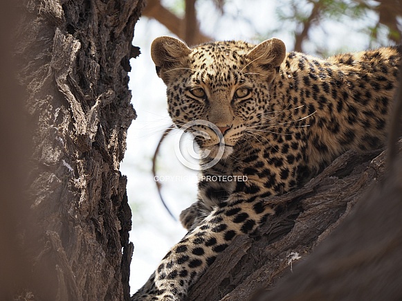 African Leopard - Mofhenyi Kgalagadi Transfrontier Park African Leopard - Mofhenyi Kgalagadi Transfrontier Park