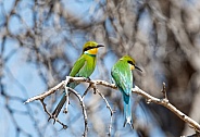 Swallow-tailed Bee-eaters