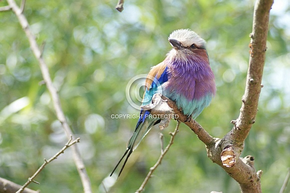 Lilac Breasted Roller Lilac Breasted Roller