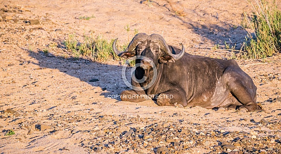 Cape Buffalo Cape Buffalo