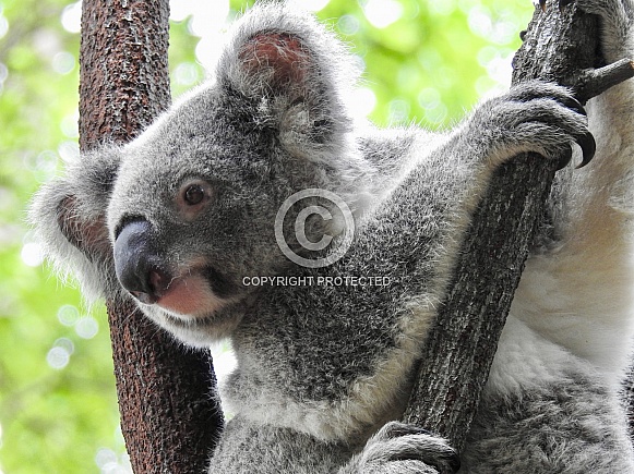 Australian Koala Australian Koala
