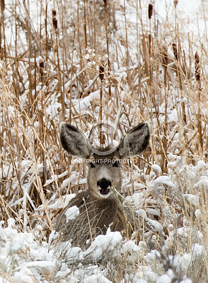 Wild, young mule deer laying in a field in the winter