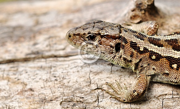 Sand lizard Sand lizard