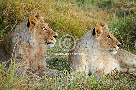 Pair of Young Lions Pair of Young Lions