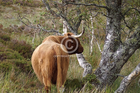 Highland Cow