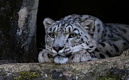 Snow Leopard