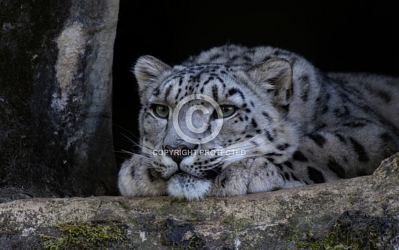 Snow Leopard