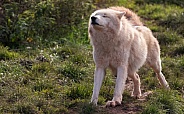Arctic Wolf Full Body Stretching