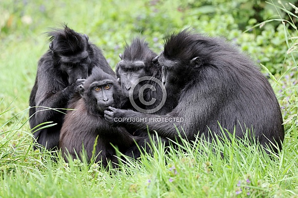 Crested Macaque (Macaca Nigra)