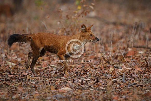 Indian wild dog pose in the nature habitat