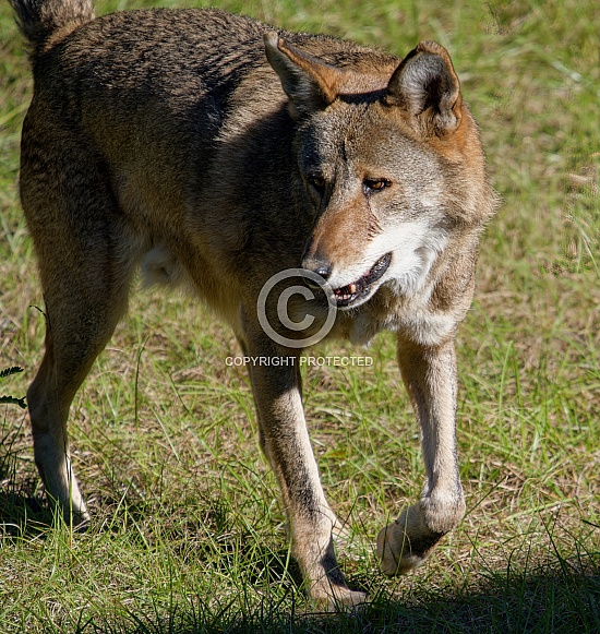 Red Wolf