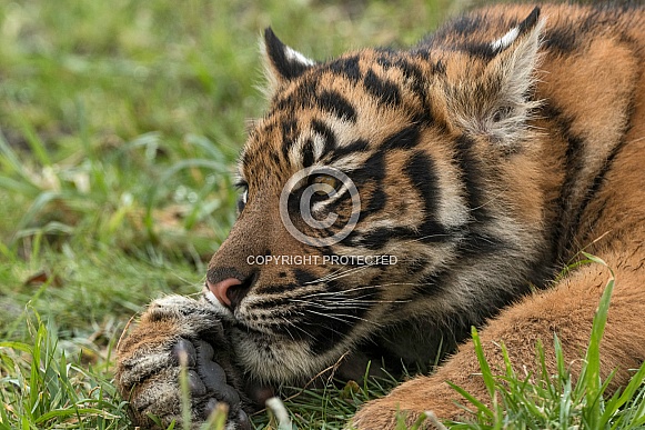 Sumatran Tiger Cub Head On Paw