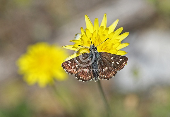 Orbed red underwing Skipper