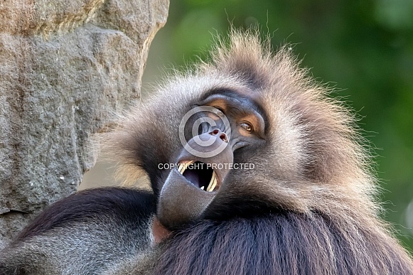 Gelada (Theropithecus gelada) Gelada (Theropithecus gelada)