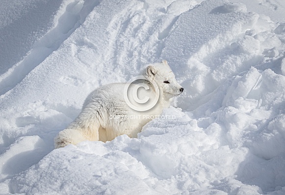 Arctic Fox in heavy snow