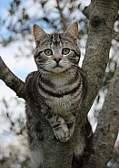 Tabby Kitten Portrait