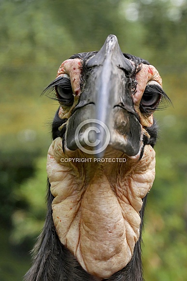 Southern Hornbill Southern Hornbill