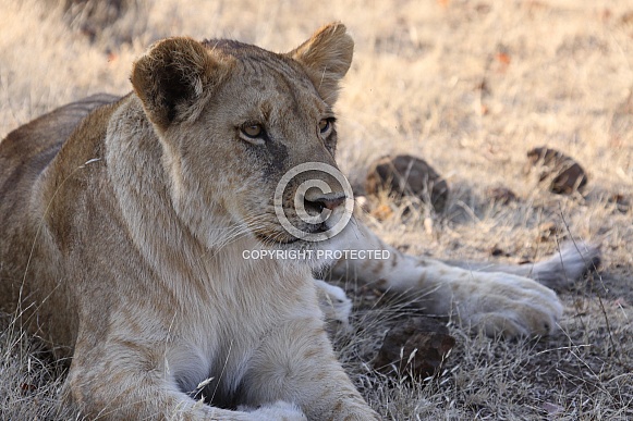 African Lioness African Lioness