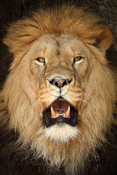 Lion (Panthera Leo)