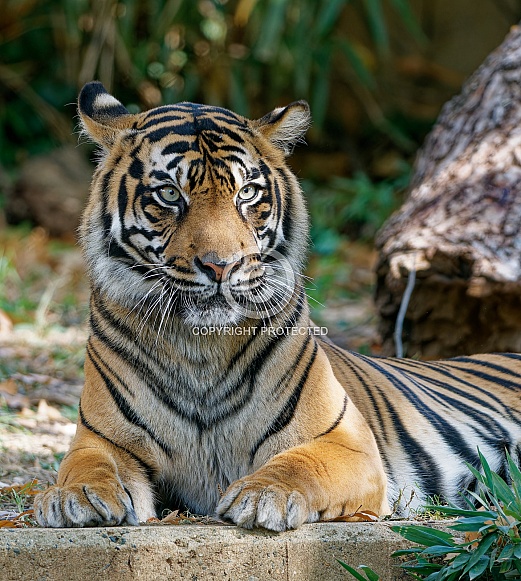 Bengal Tiger