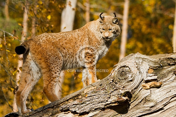 Lynx Lynx