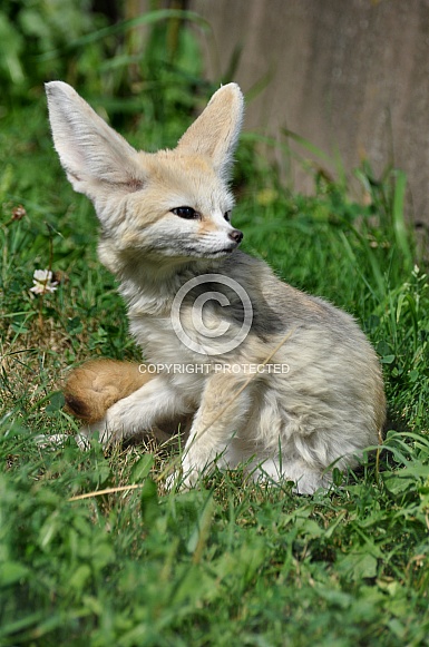 Fennec Fox