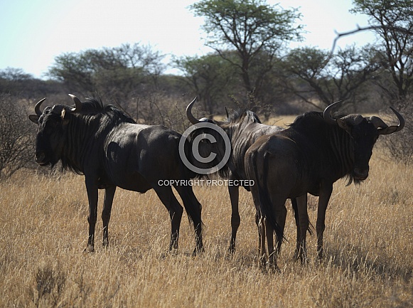 Blue Wildebeest (Gnu)