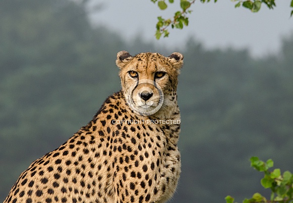 Cheetah