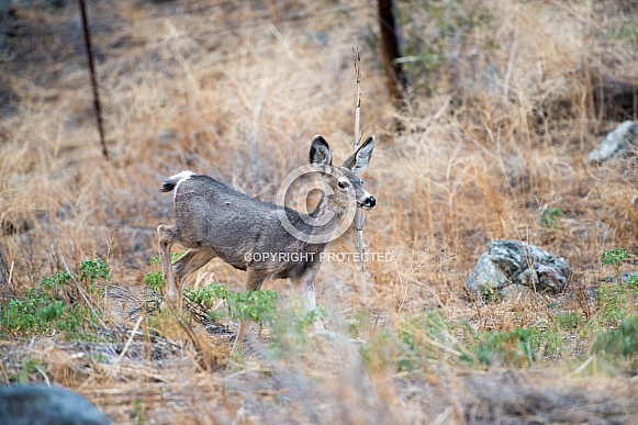 Wild Mule Deer Fawn