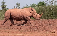 White Rhino Running