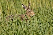 Hare