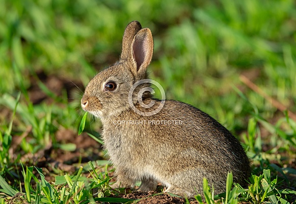 Young Rabbit