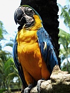 Macaw