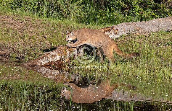 Juvenile Mountain Lion