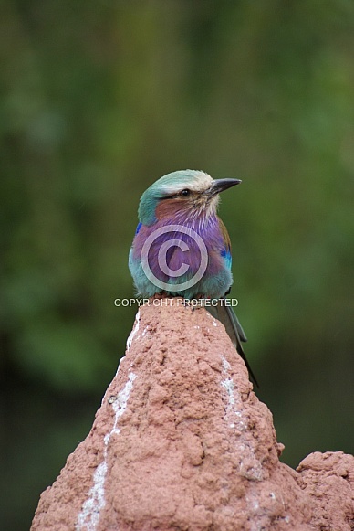 Lilac Breasted Roller