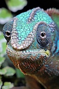 Panther Chameleon (Furcifer Pardalis)