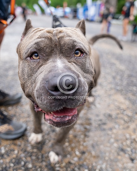 Close up of a brindle XL bully dog Close up of a brindle XL bully dog