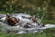 Hippo(potamus)
